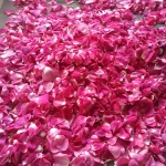 Apothekerrose – Rosa Gallica
