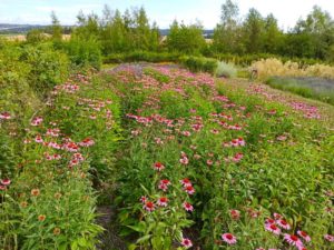 Mehr über den Artikel erfahren Von Pflanzen und Maschinen