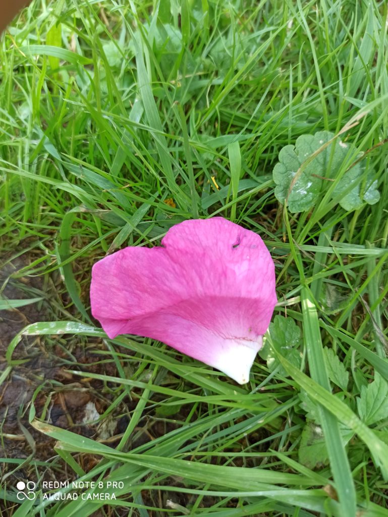 Rose Körperwahrnehmung