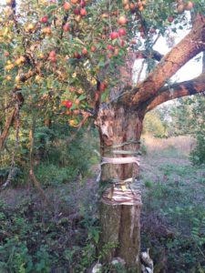 Mehr über den Artikel erfahren Erdenhüter-Kreis