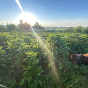 Erdenhüter-Kreis – Landbau im Einklang