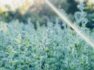 Mehr über den Artikel erfahren Trauma gespiegelt in der Pflanzenwelt