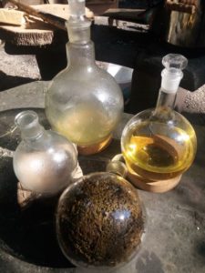 Mehr über den Artikel erfahren Sonnen Signaturen in der Pflanzenwelt