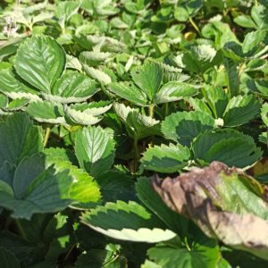 Erdbeere im Topf – 6 Stk