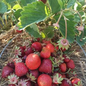 Erdbeere im Topf – 6 Stk