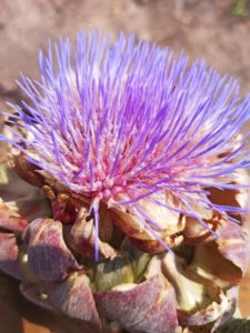 Mehr über den Artikel erfahren Das Jahresende feiern