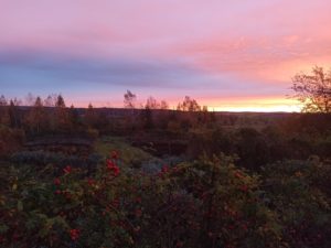Mehr über den Artikel erfahren Heilkräuter im Winter