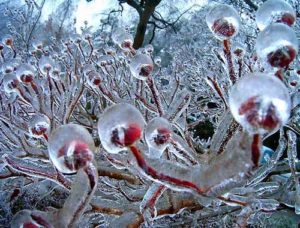 Mehr über den Artikel erfahren Pflanzendevas – Das Wesen der Pflanzen