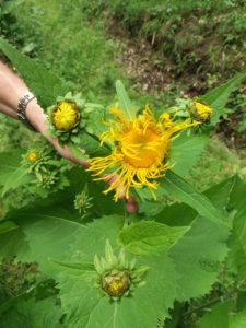 Mehr über den Artikel erfahren Bio oder Nicht-Bio