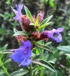 Mehr über den Artikel erfahren Die Fähigkeit, an Krisen zu wachsen