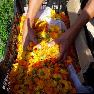 Ringelblumenernte und Destillation auf Aditi (13. – 16. Aug 2026)