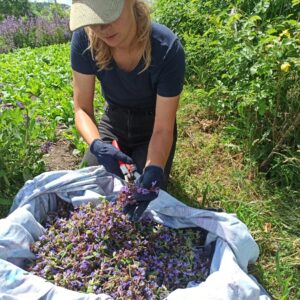 Salbei(Blüten)Ernte und Destillation auf Aditi (10. – 13. Juli 2026)