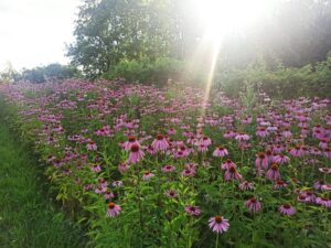 Mehr über den Artikel erfahren Shang Han Lun – Krankmacher von Außen