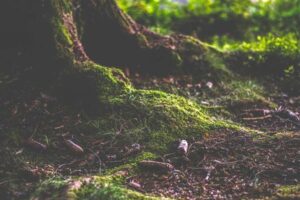 Mehr über den Artikel erfahren Element Erde in der TCM  – Das Sammelnde