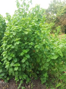 Mehr über den Artikel erfahren Volle Kraft voraus – ein Gespräch mit der Wasserminze