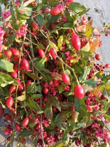 Mehr über den Artikel erfahren Rosige Versprechen – Das Verhältnis von Schönheit und Einfachheit