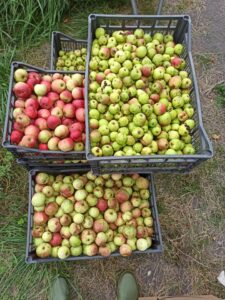 Mehr über den Artikel erfahren Von der Existenzangst zur Selbstversorgung – eine Einladung