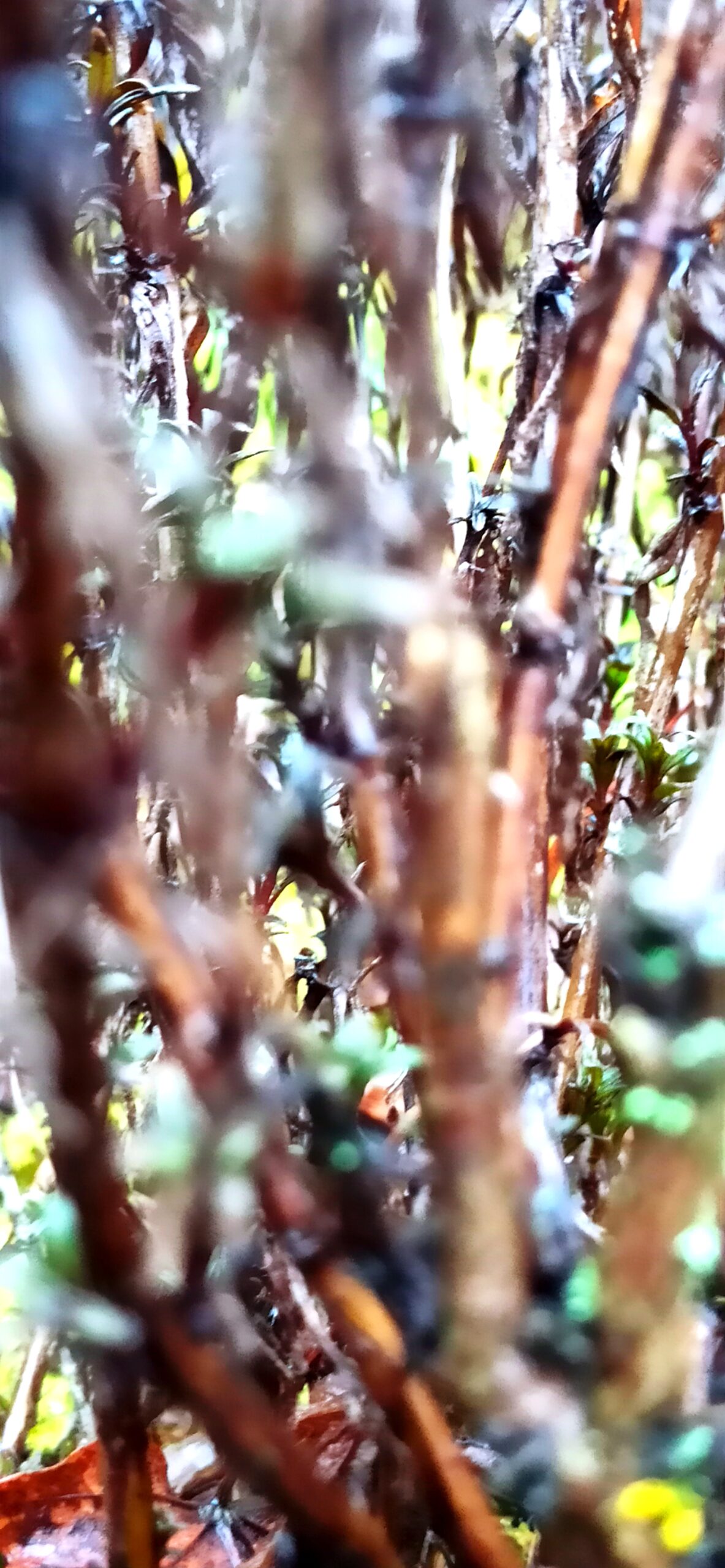 Ysop Reindestillat bei Depressionen