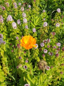 Mehr über den Artikel erfahren Mentha aquatica – Der GABA-Effekt